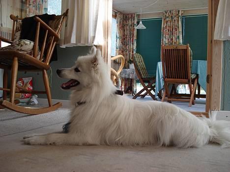 Japansk spids Sonny - Sonny er god til at ligge pænt:b billede 10