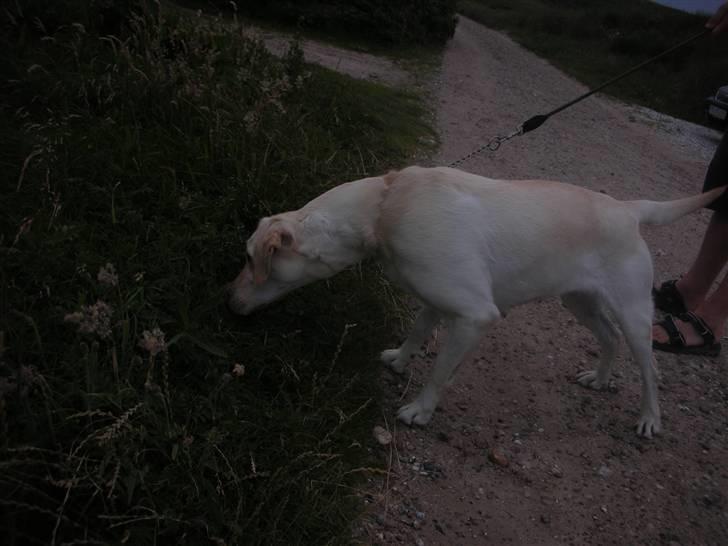 Labrador retriever Siff - R.I.P.  - Juli 07 , Siff i et forsøg på at komme i kontakt med et pindsvin c",) billede 16
