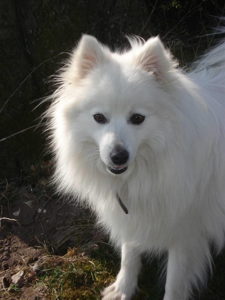 Japansk spids Sonny billede 11