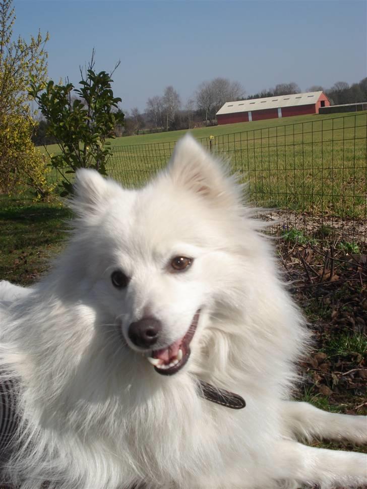 Japansk spids Sonny - hvad nu? billede 12