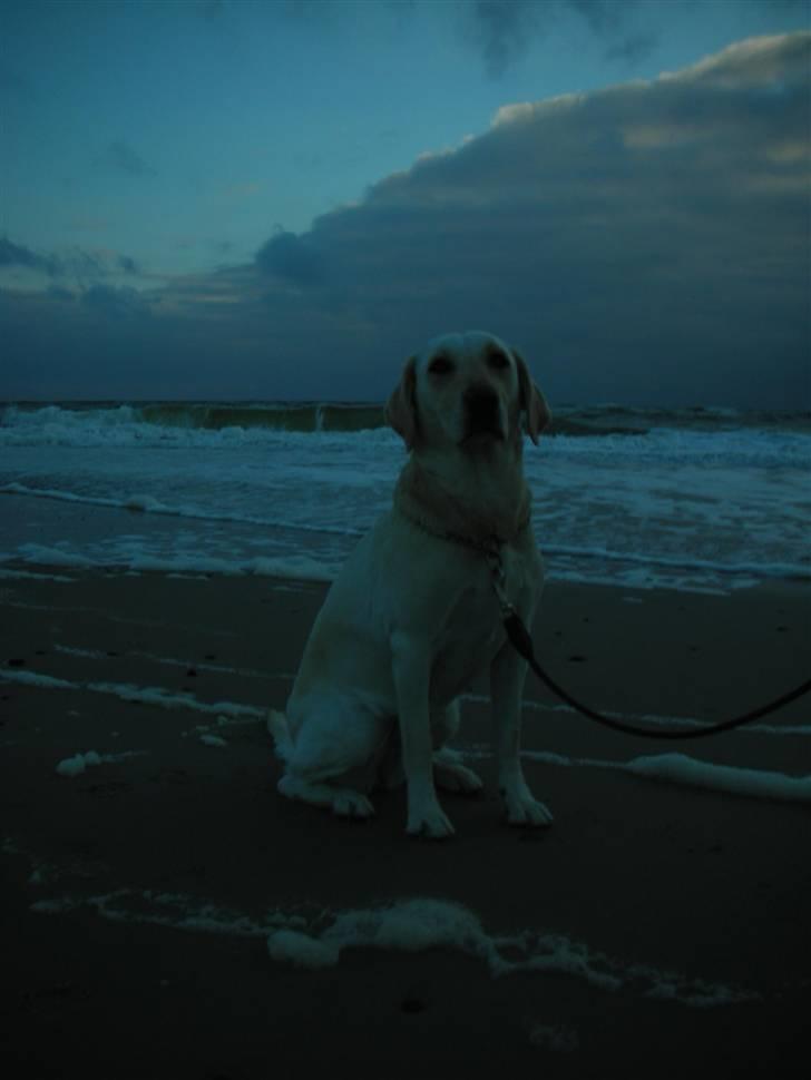 Labrador retriever Siff - R.I.P.  - Juli 07 billede 17