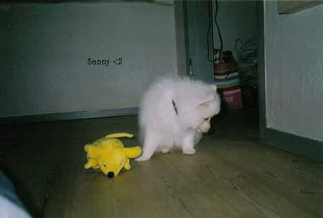 Japansk spids Sonny - Sonny som hvalp, med pokemonbamsen.. :) billede 13