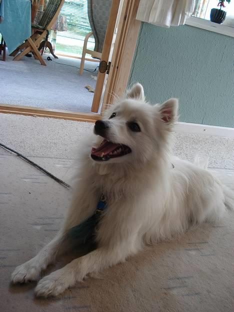 Japansk spids Sonny - da vi var i sommerhus i jylland. billede 14