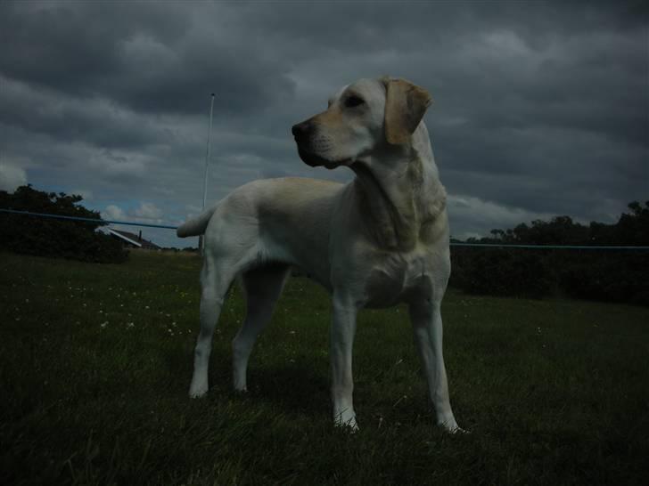 Labrador retriever Siff - R.I.P.  - Juli 07 billede 18