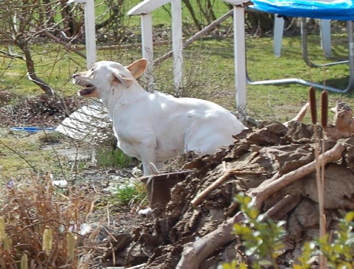 Labrador retriever Siff - R.I.P.  - Påsken 07 billede 19