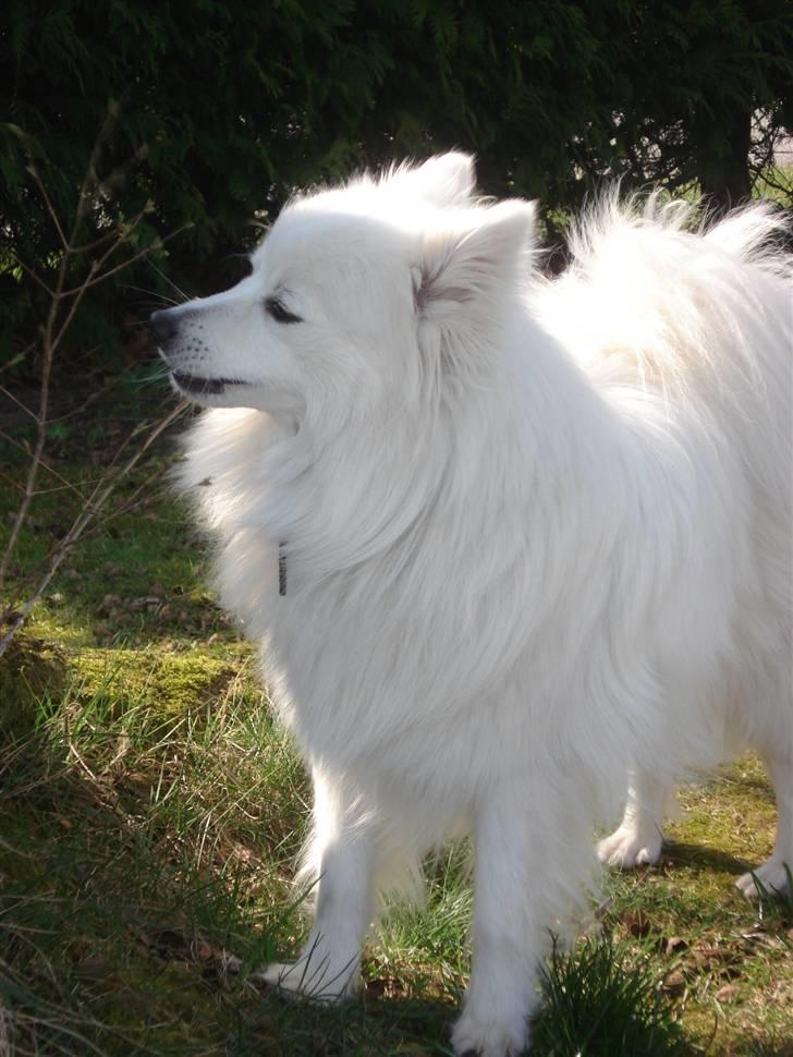 Japansk spids Sonny billede 15