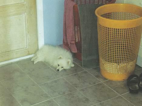 Japansk spids Sonny - hvalp billede 16