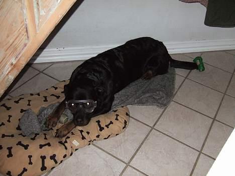 Rottweiler Tyson ( R.I.P 2/10-2013) - Godt nytår - husk at passe på øjnene :O) billede 5