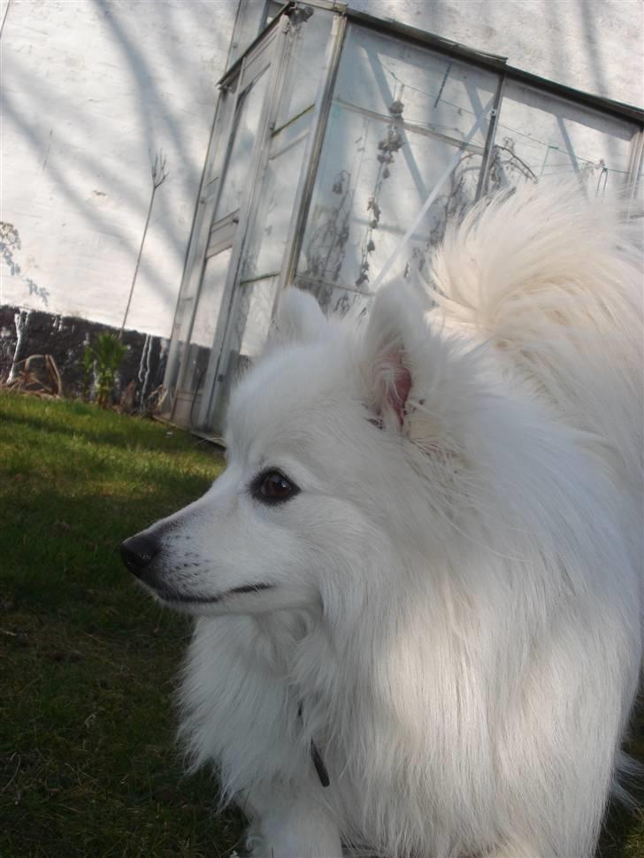 Japansk spids Sonny billede 17