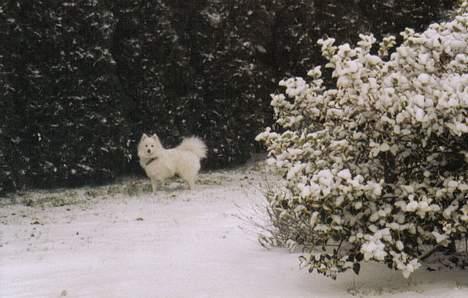 Japansk spids Sonny - SNE!<3 billede 18