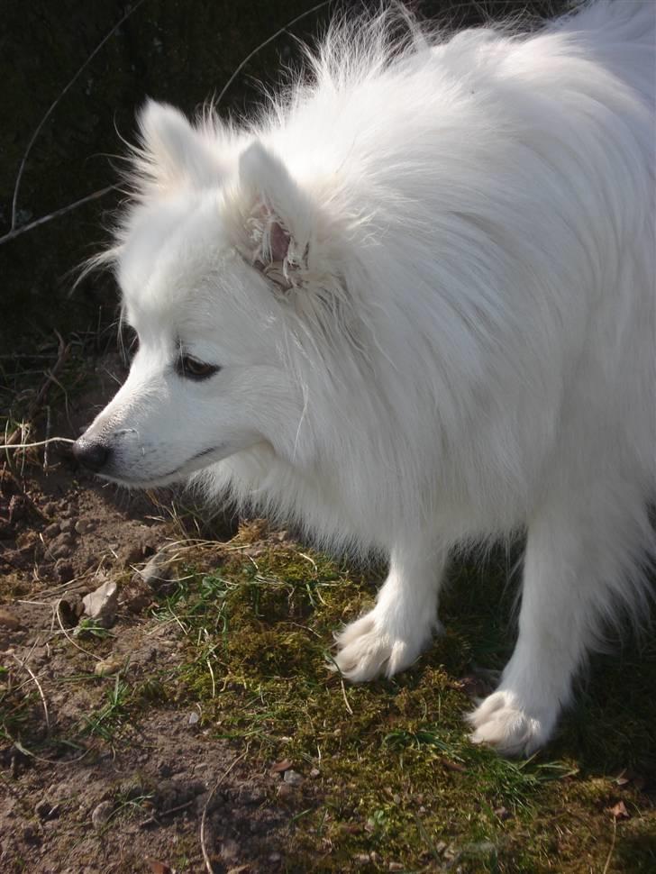 Japansk spids Sonny billede 19