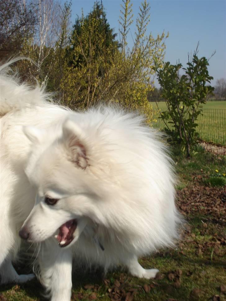 Japansk spids Sonny billede 20