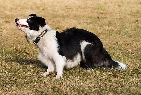 Border collie Vodka - *nyt* Tosafoto billede 13