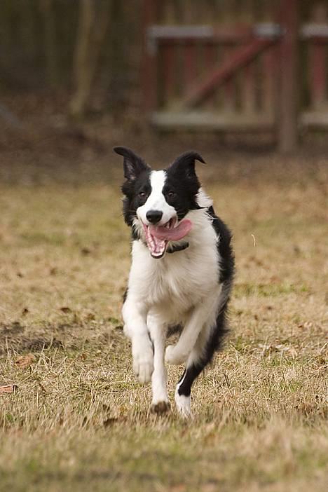 Border collie Vodka - *nyt* Tosafoto billede 14