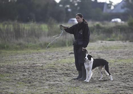 Border collie Vodka - Vodka og Tante Kisser billede 15