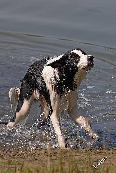 Border collie Vodka - det er dejligt med en afkølende dukkert i denne varme billede 17
