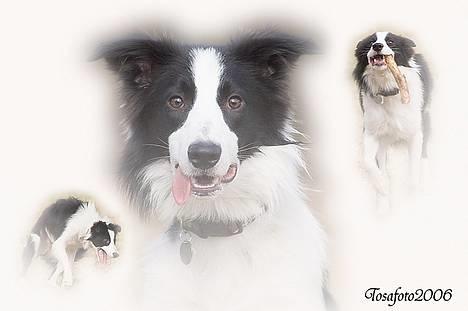 Border collie Vodka - Collage lavet af TosaFoto billede 18