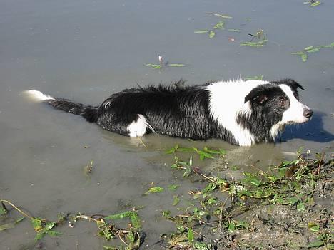 Border collie Vodka - Kan de mon se mig her? Billede taget af Dina W billede 19