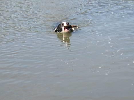 Border collie Vodka - Vodka i vandet Billede taget af Dina W billede 20
