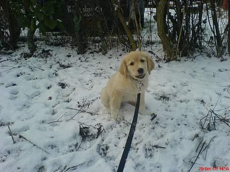 Golden retriever Mario - En tur i den sidste sne for denne omgang... billede 7