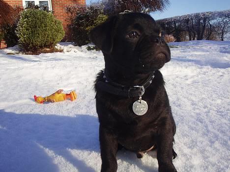 Blanding af racer _-*BATMAN*-_ (Mops) billede 2