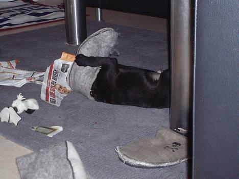 Blanding af racer _-*BATMAN*-_ (Mops) - Der Må være noget hernede et sted jeg ved det billede 3