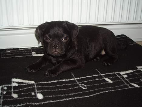 Blanding af racer _-*BATMAN*-_ (Mops) billede 4