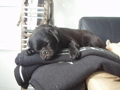 Blanding af racer _-*BATMAN*-_ (Mops) billede 5