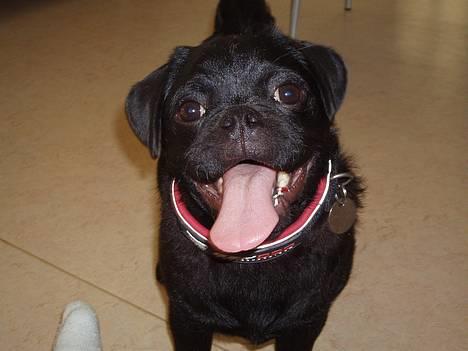 Blanding af racer _-*BATMAN*-_ (Mops) billede 6