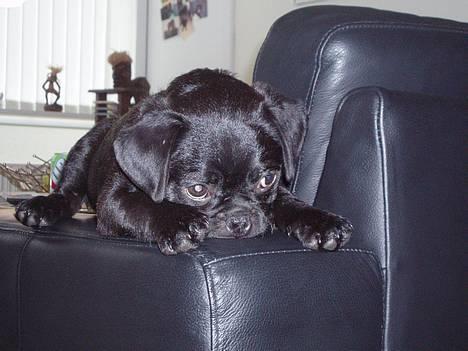 Blanding af racer _-*BATMAN*-_ (Mops) billede 7