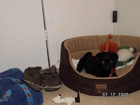 Blanding af racer _-*BATMAN*-_ (Mops) billede 8