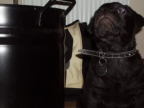 Blanding af racer _-*BATMAN*-_ (Mops) - SÅÅÅÅ STOOOR billede 9