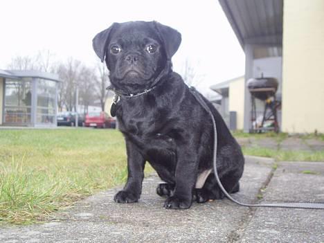 Blanding af racer _-*BATMAN*-_ (Mops) billede 10