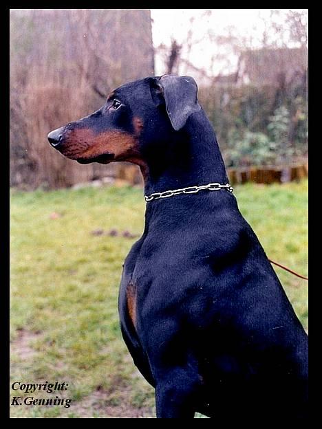 Dobermann (Gennings El-Nino)Jack billede 12