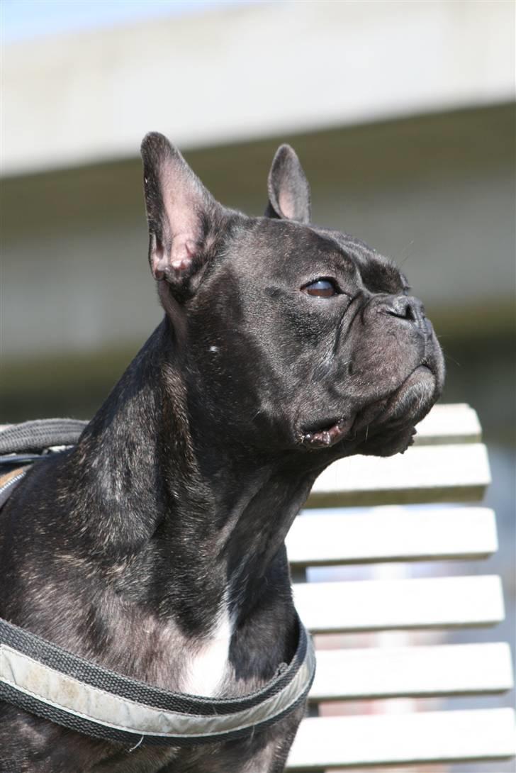 Fransk bulldog Bertram 2 - his royal highness: Bertram 2 c",) billede 1