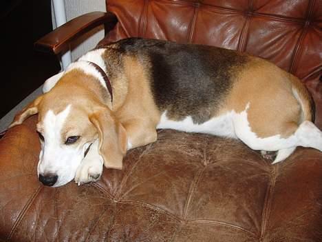 Beagle Sille - Sille på besøg hos mormor billede 16