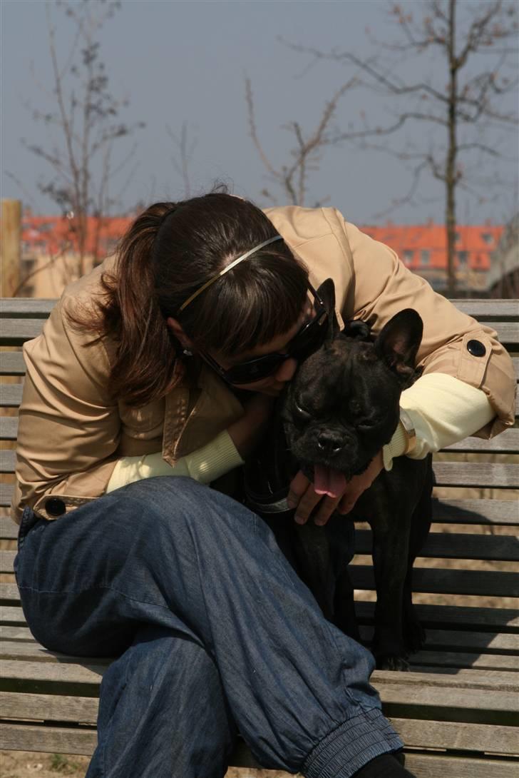 Fransk bulldog Bertram 2 billede 2