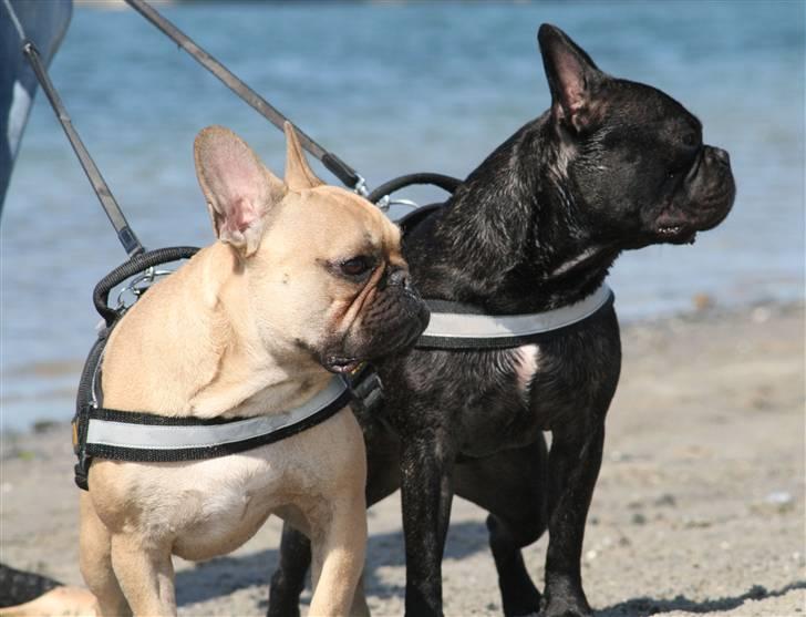 Fransk bulldog Bertram 2 - nyt billede 3