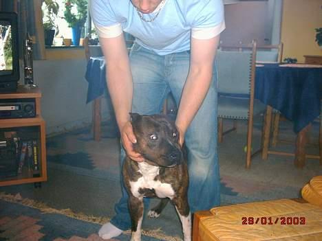 Amerikansk staffordshire terrier Chesty - her står chesty med min dreng thomas de er bare venner billede 5