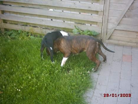 Amerikansk staffordshire terrier Chesty - amani flyt dig jeg vil også se  billede 6
