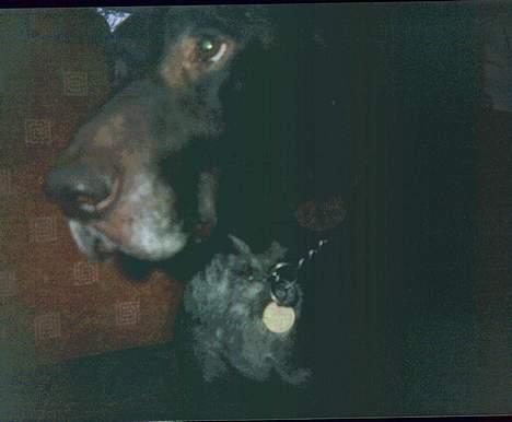 Korthåret hønsehund Seb - seb under bordet billede 3