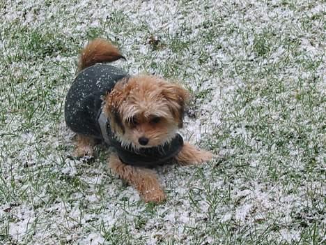 Blanding af racer NUSER billede 18