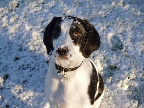 Blanding af racer Molly - "Den første sne" billede 1