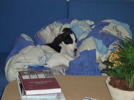 Blanding af racer Molly - "Det var bare godt at putte i sofaen.. den ENE gang jeg fik lov" billede 3