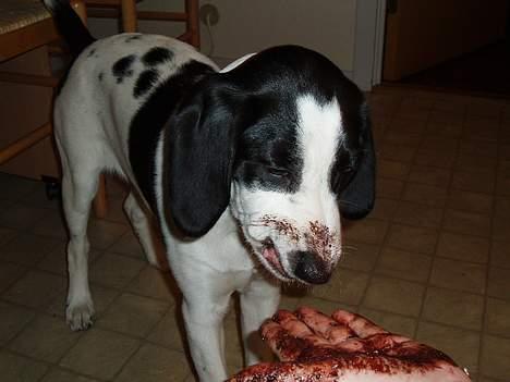 Blanding af racer Molly - "uhhm... dejen til chokoladekugler smager bare godt " billede 4