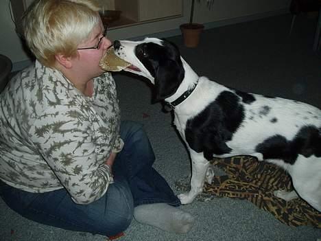 Blanding af racer Molly - " er god til at dele med mor" billede 5