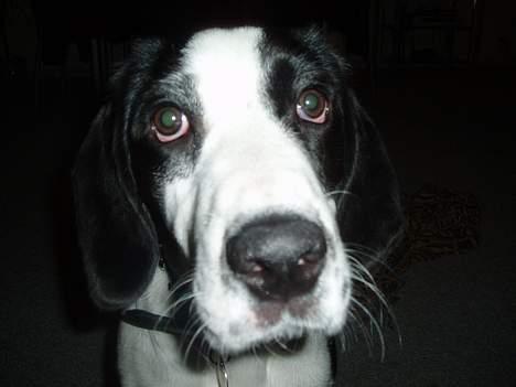 Blanding af racer Molly - " kan du ik komme LIIIDT tættere på hva " billede 6