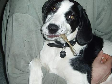 Blanding af racer Molly - " Kan jeg ik bare få lov at tygge i fred? " billede 7