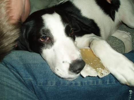 Blanding af racer Molly - " nu er jeg godt nok træt" billede 8