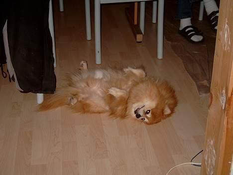 Pomeranian Laban ( Død 08/04-08 ) - Er jeg ikke dejlig ! billede 1
